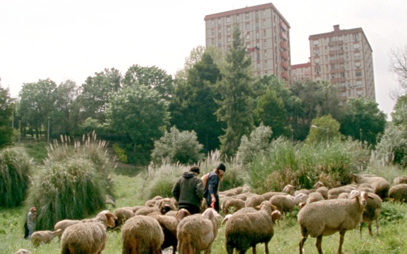 Les Mille et une nuits : Le Désolé 