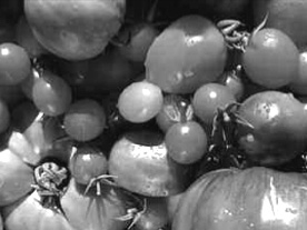 Le Jardinier récalcitrant 